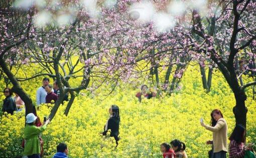 春天外出踏青注意事项 花草虽美小心有毒（冬天可以踏青吗）