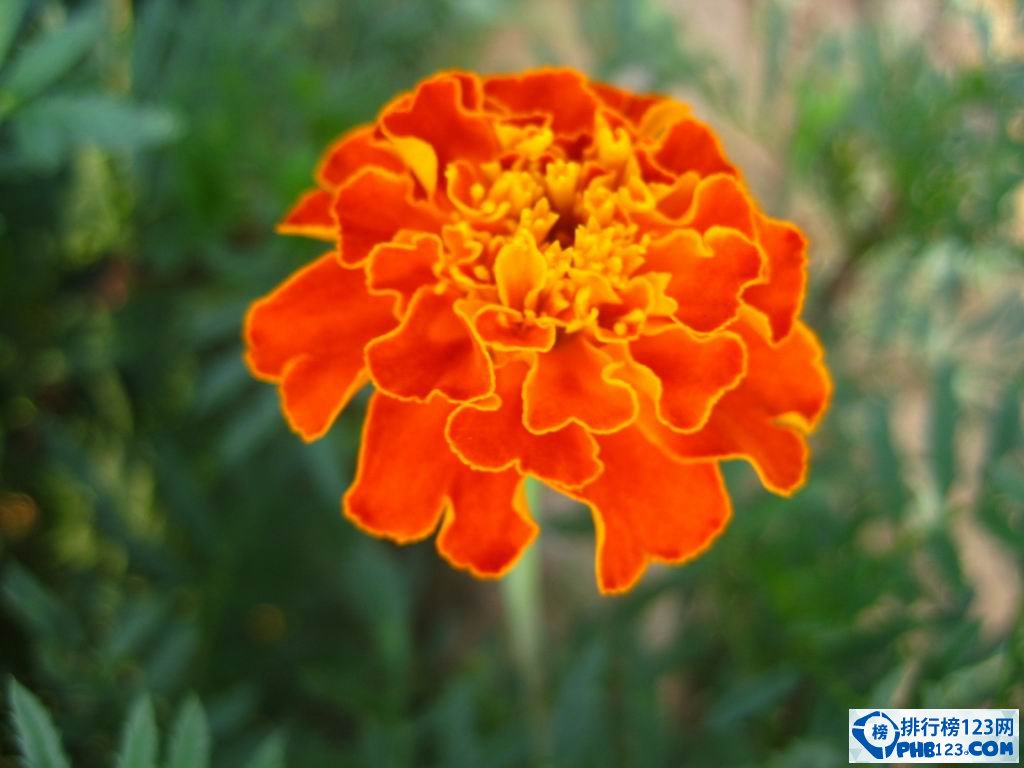 世界上最贵的菊花品种：白色万寿菊（菊花的名贵品种）