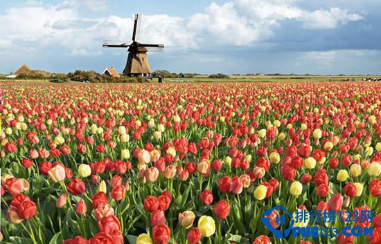 世界上最大的最美丽花海（世界最美十大花海）