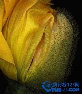 女人十大名器图解：海葵型上榜 万里挑一的外阴形状（女人十大名器功能）