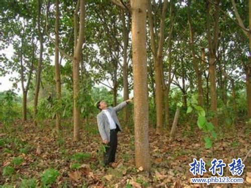 世界上生长最快的树，轻木10年能长16米(造飞机材料)