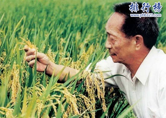 水稻最高亩产多少斤?袁隆平超级杂交水稻1149.02公斤（世界纪录）（袁隆平亩产水稻最高是多少斤）
