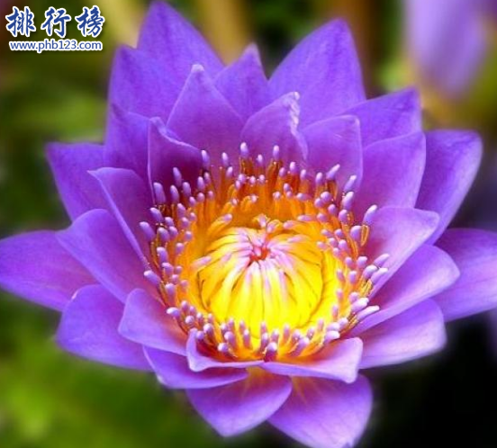 世界十大最稀有的花：泰坦魔芋臭气熏天,最后一种全球罕见（泰坦魔芋花和大王花谁更臭）