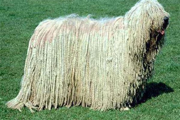 中国家禁养的26种狗，中华田园犬上榜，你都知道吗（中华田园犬在中国禁养）
