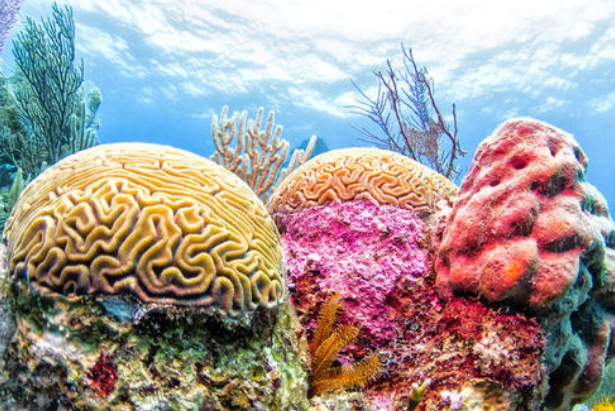 世界十大珊瑚礁 带你领略不一样的海底世界（世界十大珊瑚礁群）