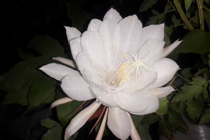 世界十大最昂贵的花 第一无价，第二价格高达500万美金（世界上十大最贵的花）