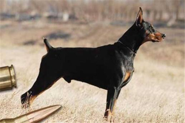 世界十大猛犬排名：杜高犬打得过野猪，你认识哪几种（杜高犬十大猛犬中排名第几名）