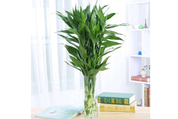 5种有助于睡眠的植物 茉莉花上榜，你最喜欢哪一种（利于睡眠的植物）