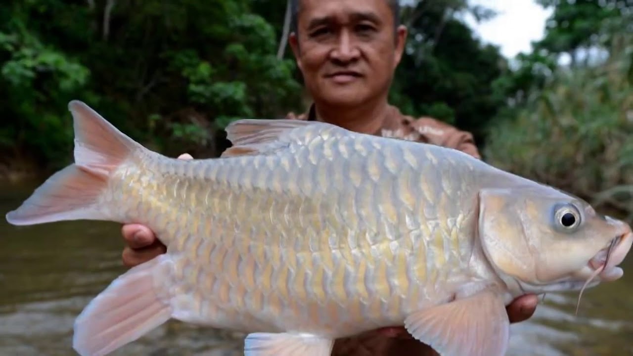 全球十大最贵淡水鱼排行榜 日本顶级食材冰见寒鰤上榜（十大最贵淡水鱼排名）