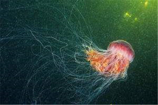 海洋10大巨型生物排行榜 狮鬃水母很长，最后一名攻击力超强（十大巨型海洋生物）