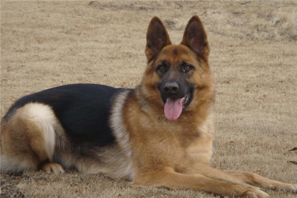 最聪明的十大警犬：昆明犬上榜，杜宾犬第二（警犬排名第一位是什么犬）