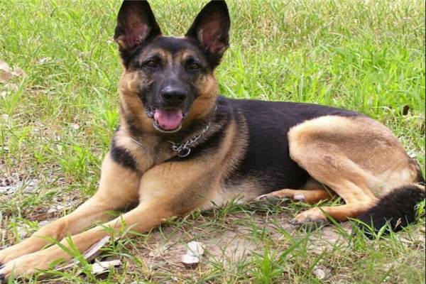 世界十大最危险的猛犬：杜宾犬上榜，狼狗第一（杜宾犬排名猛犬第几）