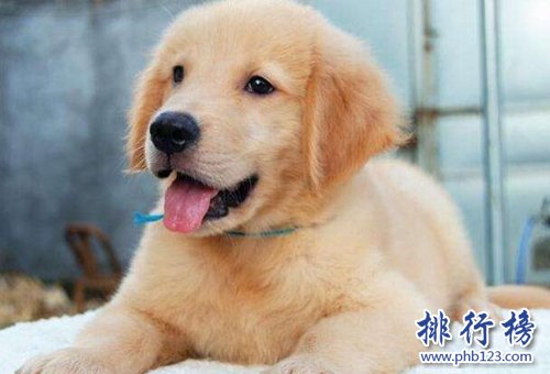 十种脾气好的狗狗排名，巴哥犬第三，第一毋庸置疑！（脾气最好的7种狗狗排名）